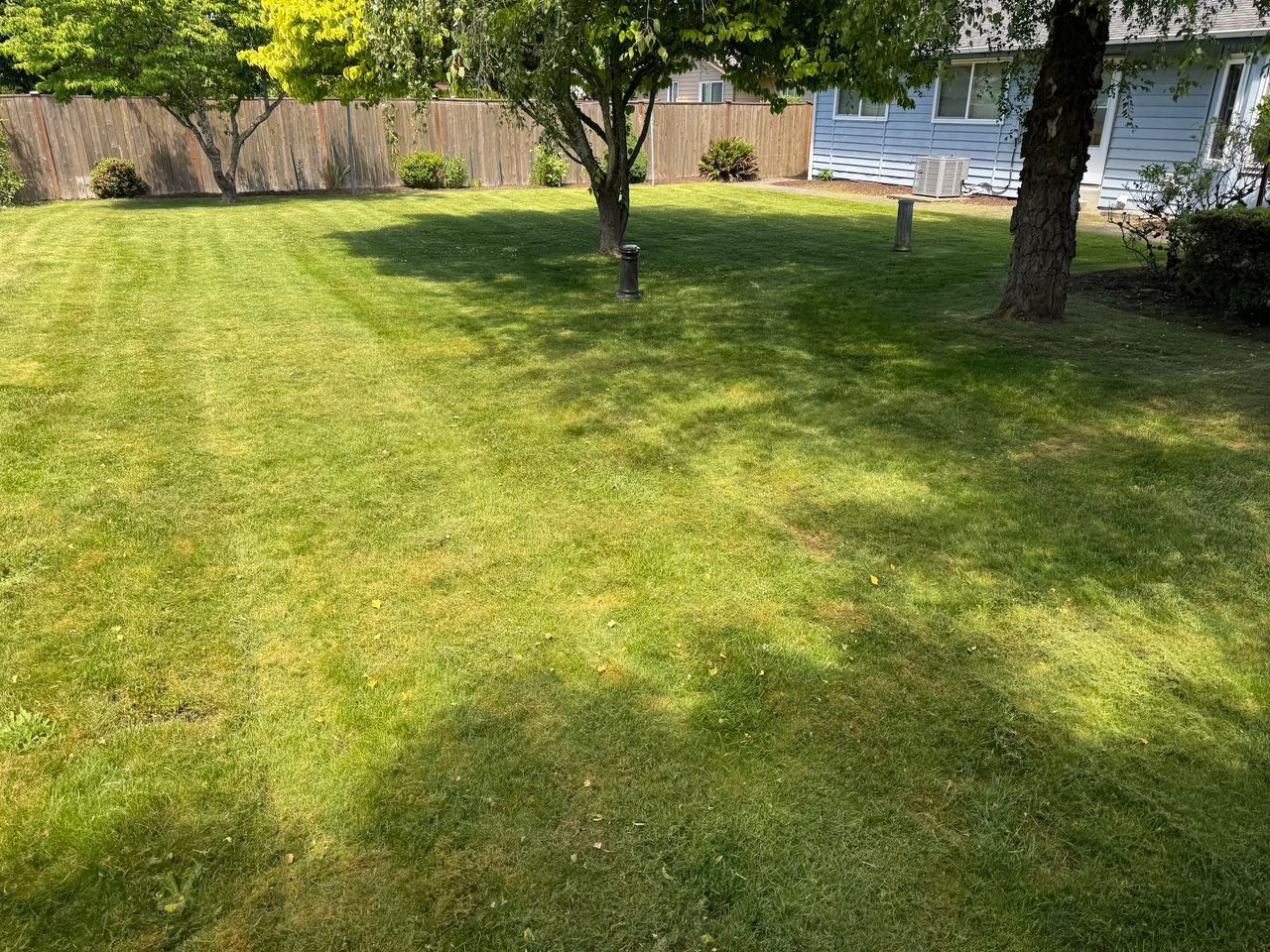 Green lawn with trees, shadows, and a fence. Sunny day.