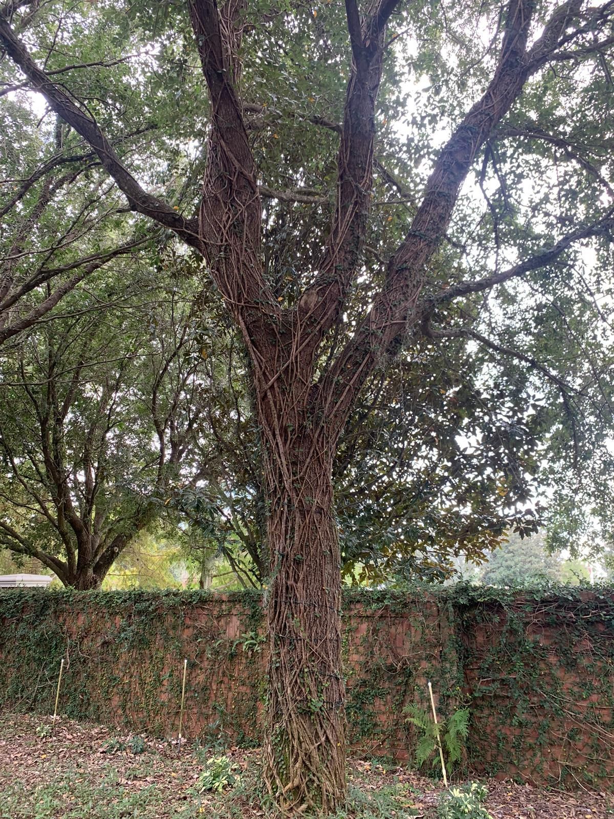 Brown-trunked tree with spreading branches; green foliage; dark wall covered with ivy in the background.