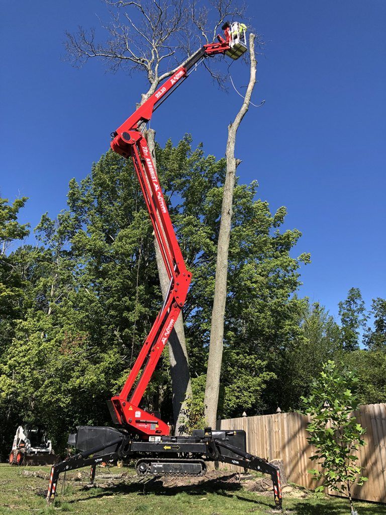 Red tree-trimming lift with a worker trimming a tall, bare tree against a blue sky.