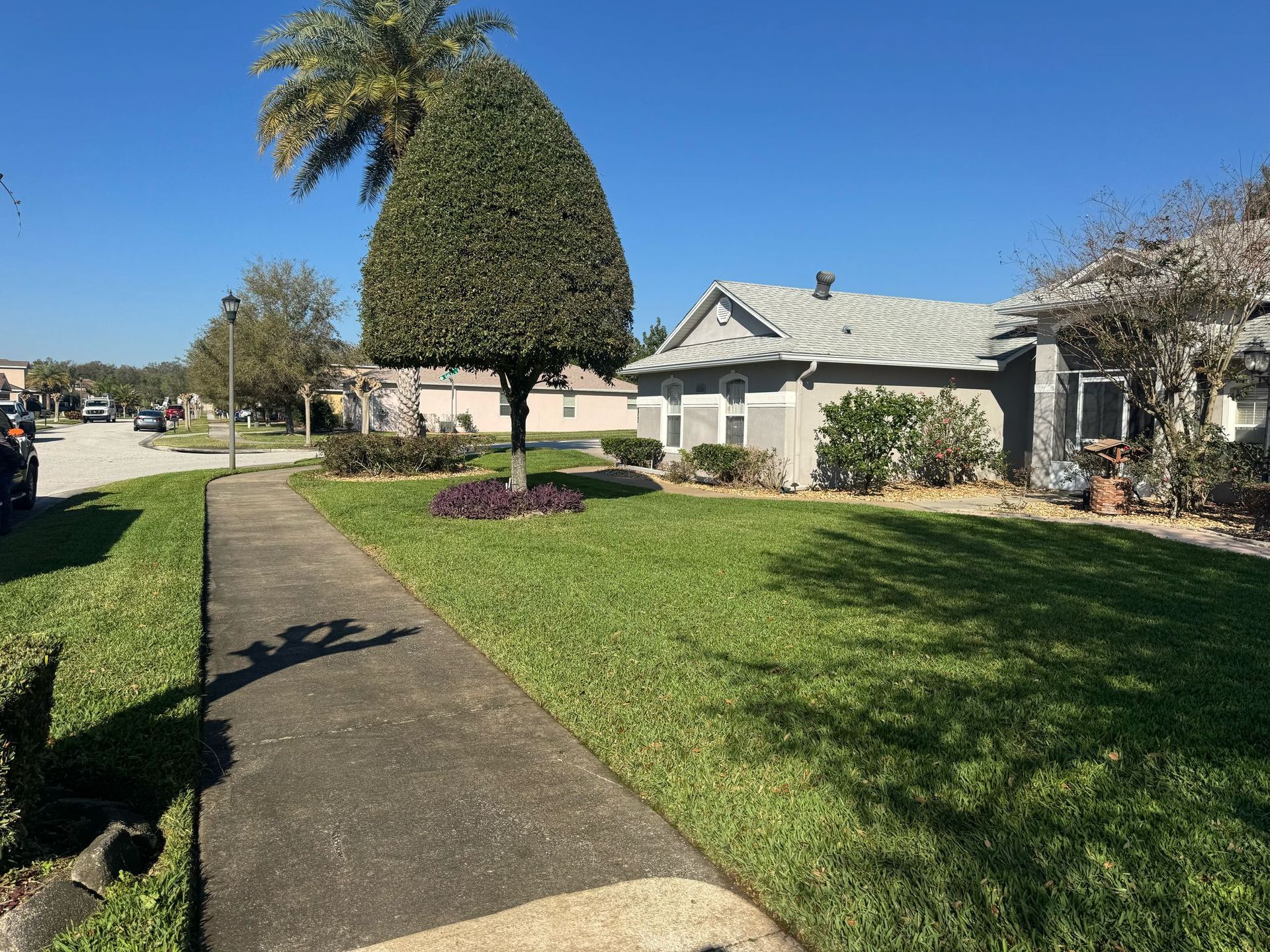 Sidewalk in front of houses with well-manicured lawn, a uniquely shaped tree, and clear blue sky.