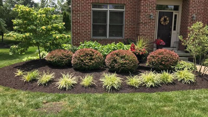Front yard garden bed with round shrubs, green and yellow plants, and dark mulch against a brick house.
