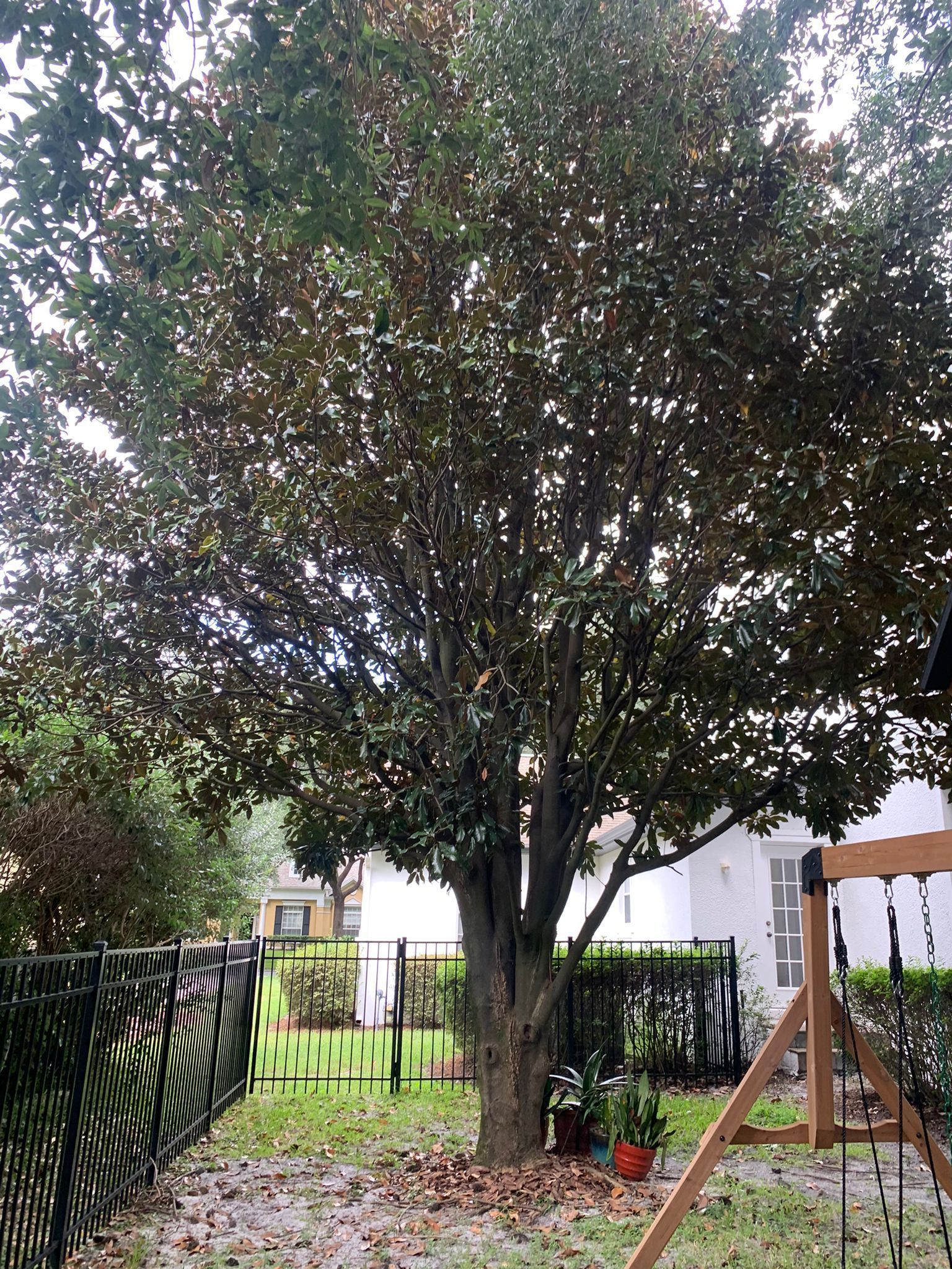 Large tree in a backyard with a black fence and a wooden playset.