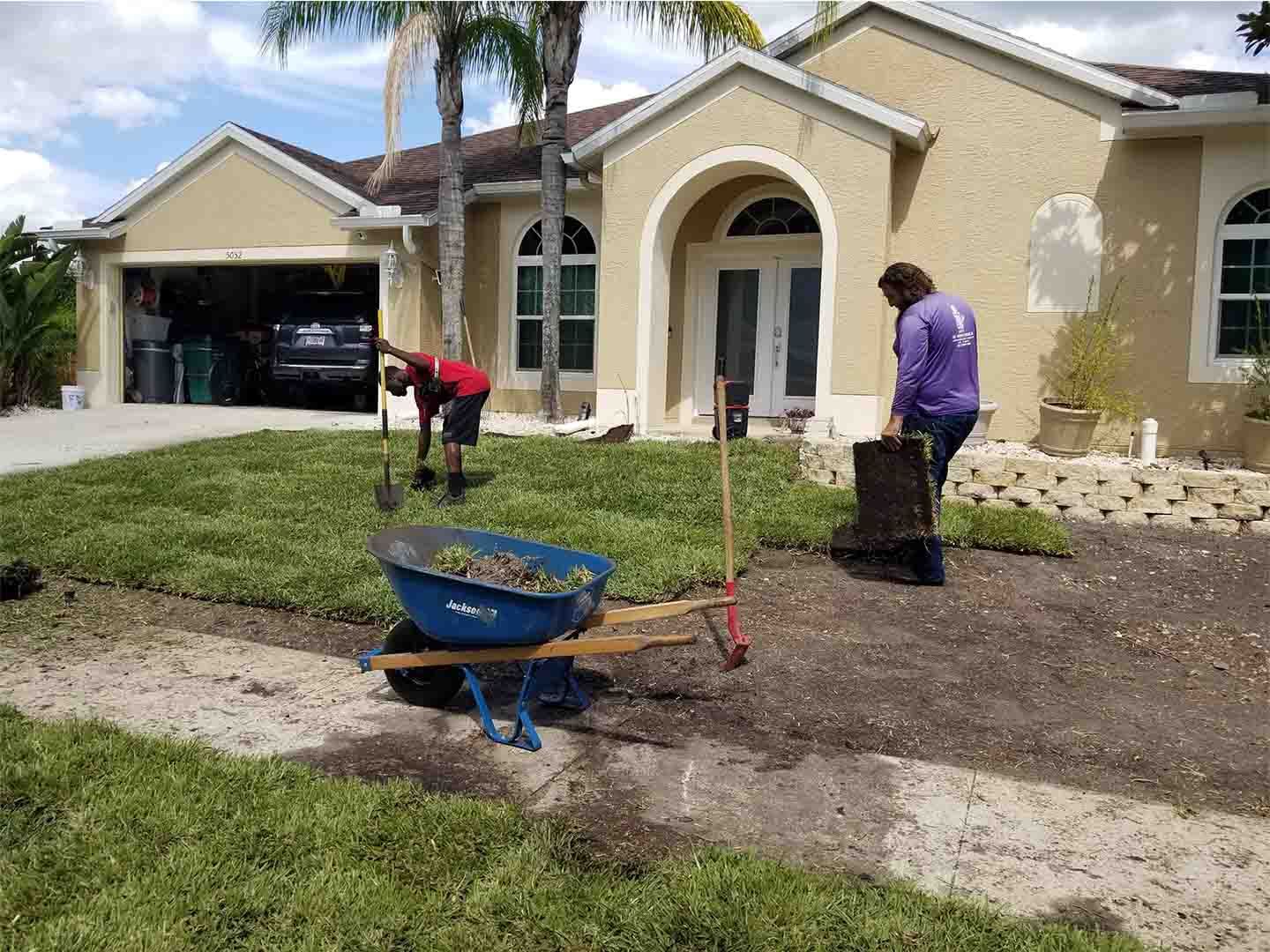 Two people installing sod in front of a house, wheelbarrow, shovels.