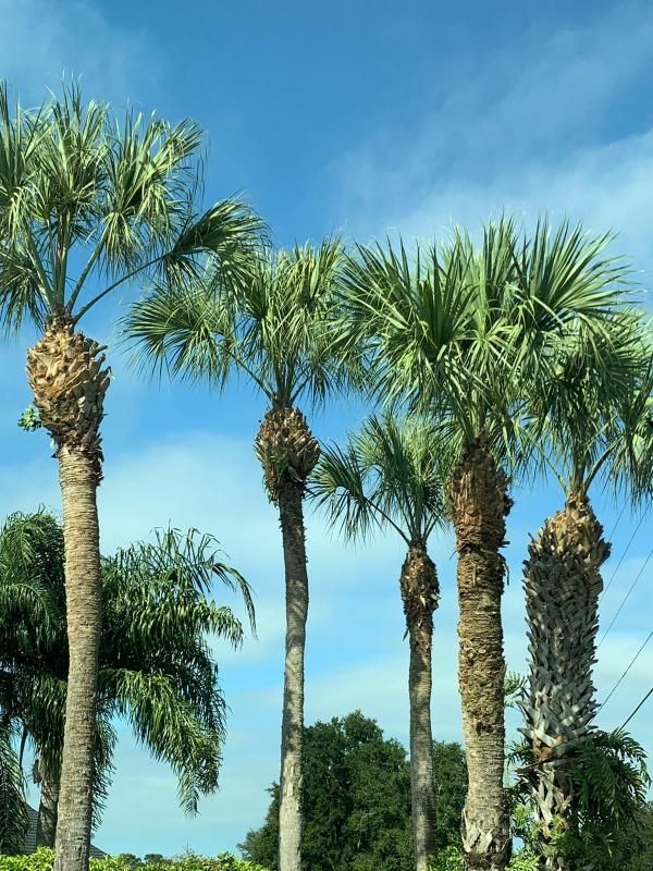 Palm trees against a bright blue sky.