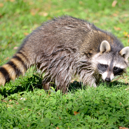 Raccoon with black mask and striped tail on green grass, looking towards camera.