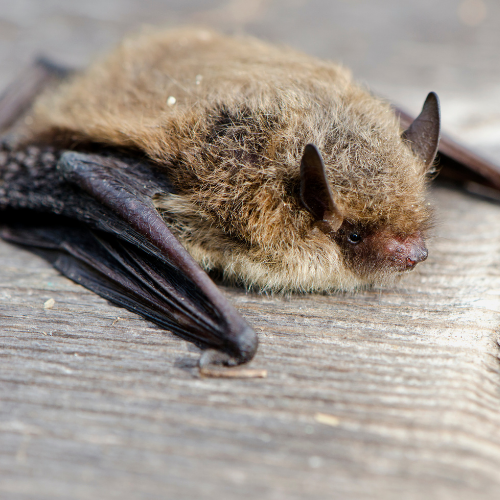 Brown bat with outstretched wings, resting on a gray wooden surface.
