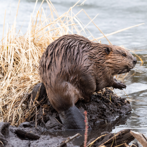 Beaver sitting on muddy bank near water, brown fur, flat tail, near tall grass.