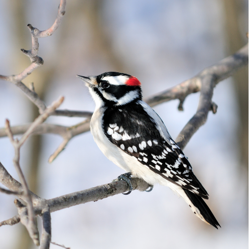 Downy woodpecker with black, white, and red markings perches on a bare tree branch against a blurred snowy background.