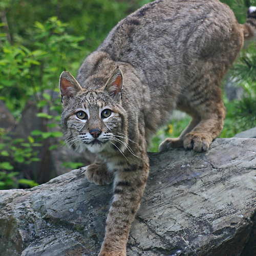 Bobcat walking on a rock, brown fur, attentive gaze. Green foliage in background.