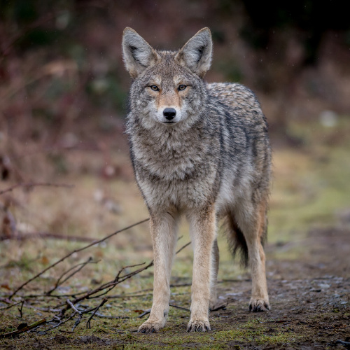 Coyote standing and looking forward in a forest setting.