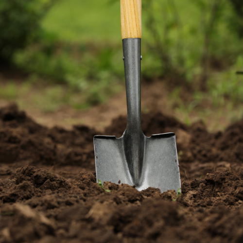 Shovel in soil, outdoors. Steel blade with wooden handle in loose, brown earth, green foliage in the background.