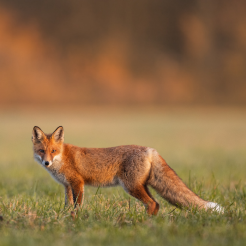 Red fox standing in a grassy field, looking towards the camera; soft, golden sunlight in background.