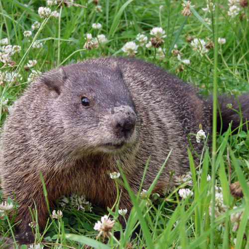 Groundhog in green grass and white clover, looking toward the viewer.