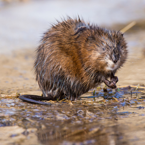 Muskrat in wet fur on muddy bank, grooming itself.