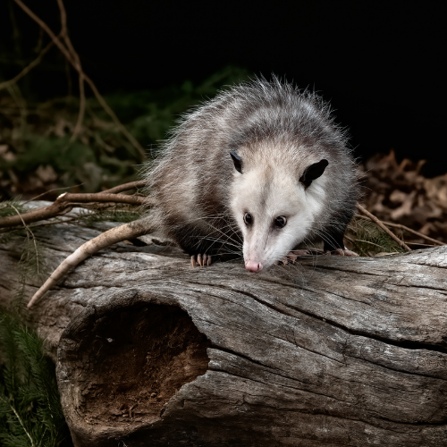Opossum with gray fur, pink nose, and dark ears, perched on a weathered log.