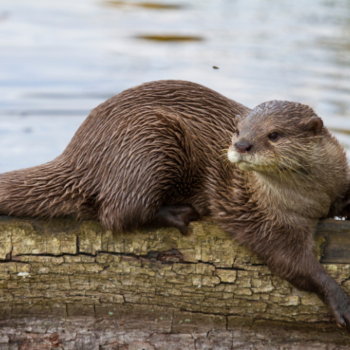 Otter sprawled on a weathered log, looking right. Brown fur, near water.