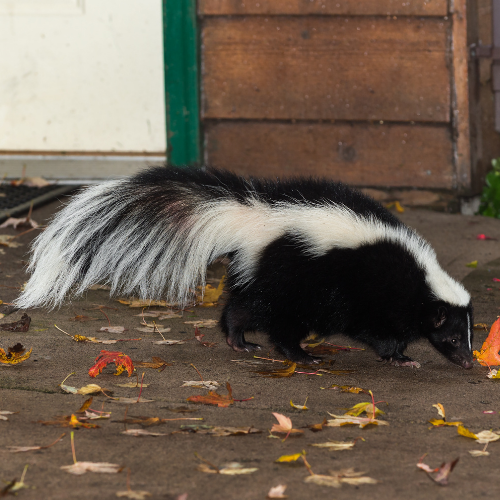 Skunk with white stripe walking on a surface with leaves near a wooden structure.