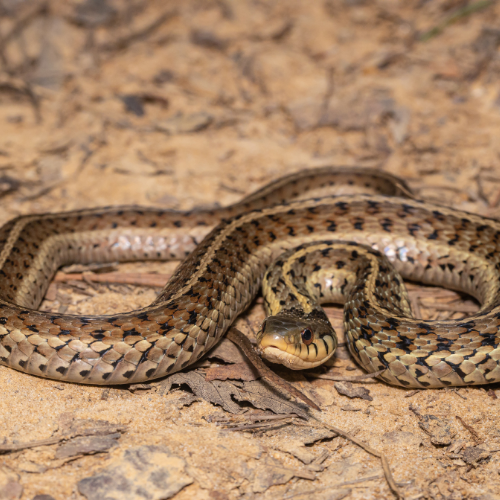 Garter snake with brown and black stripes coiled on dry earth.