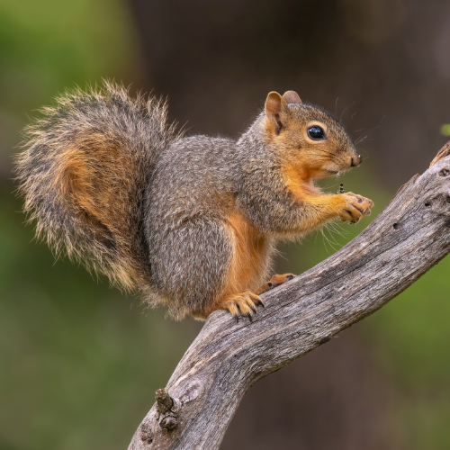 Squirrel perches on a branch, holding food. Brown and orange fur, fluffy tail, open mouth.