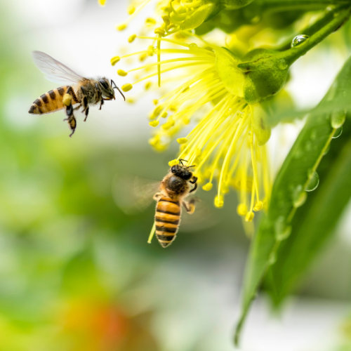 Bees gathering nectar from a bright yellow flower. One bee flies towards it, another lands on it.