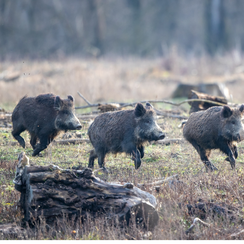 Three wild boars running through a grassy field with a blurred forest background.