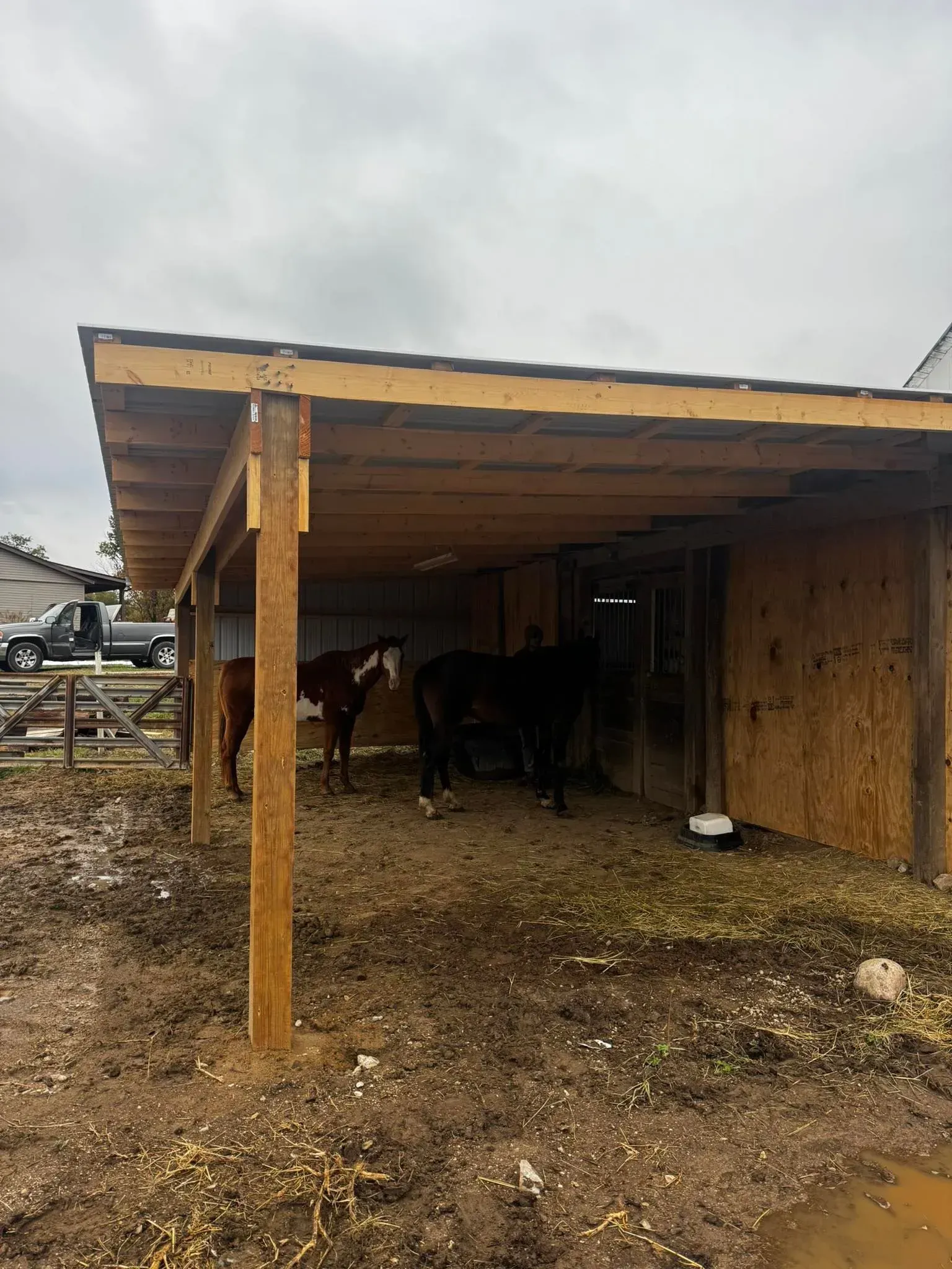 Cows standing under a simple wooden shed in a muddy farmyard.