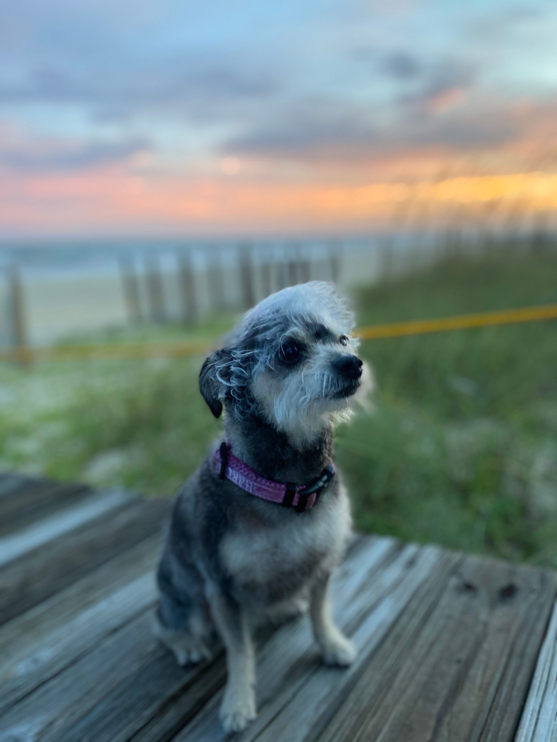 A small dog is sitting on a wooden deck with a sunset in the background.