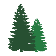 Two dark green pine trees against a white background.