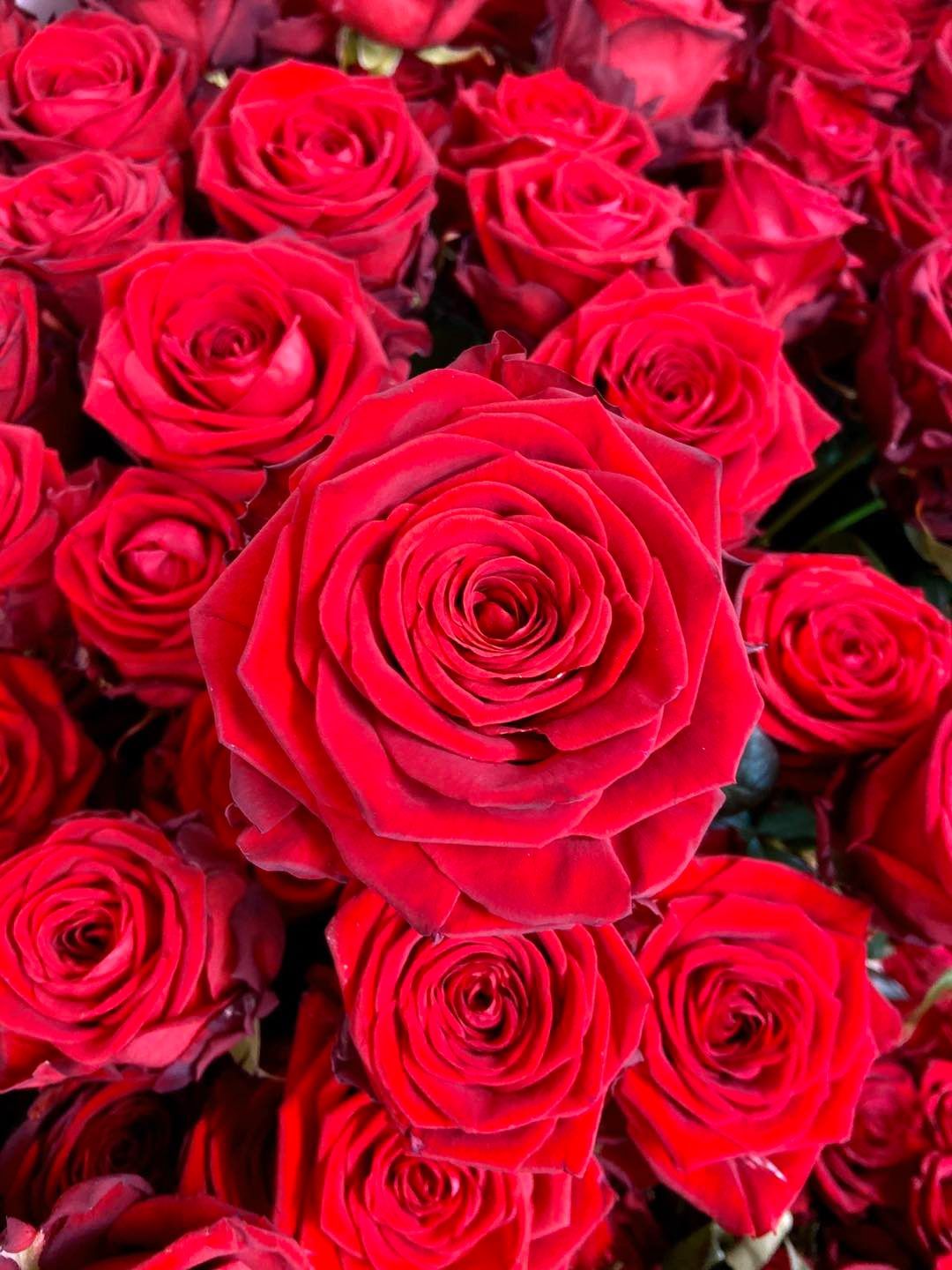 Rose rosse