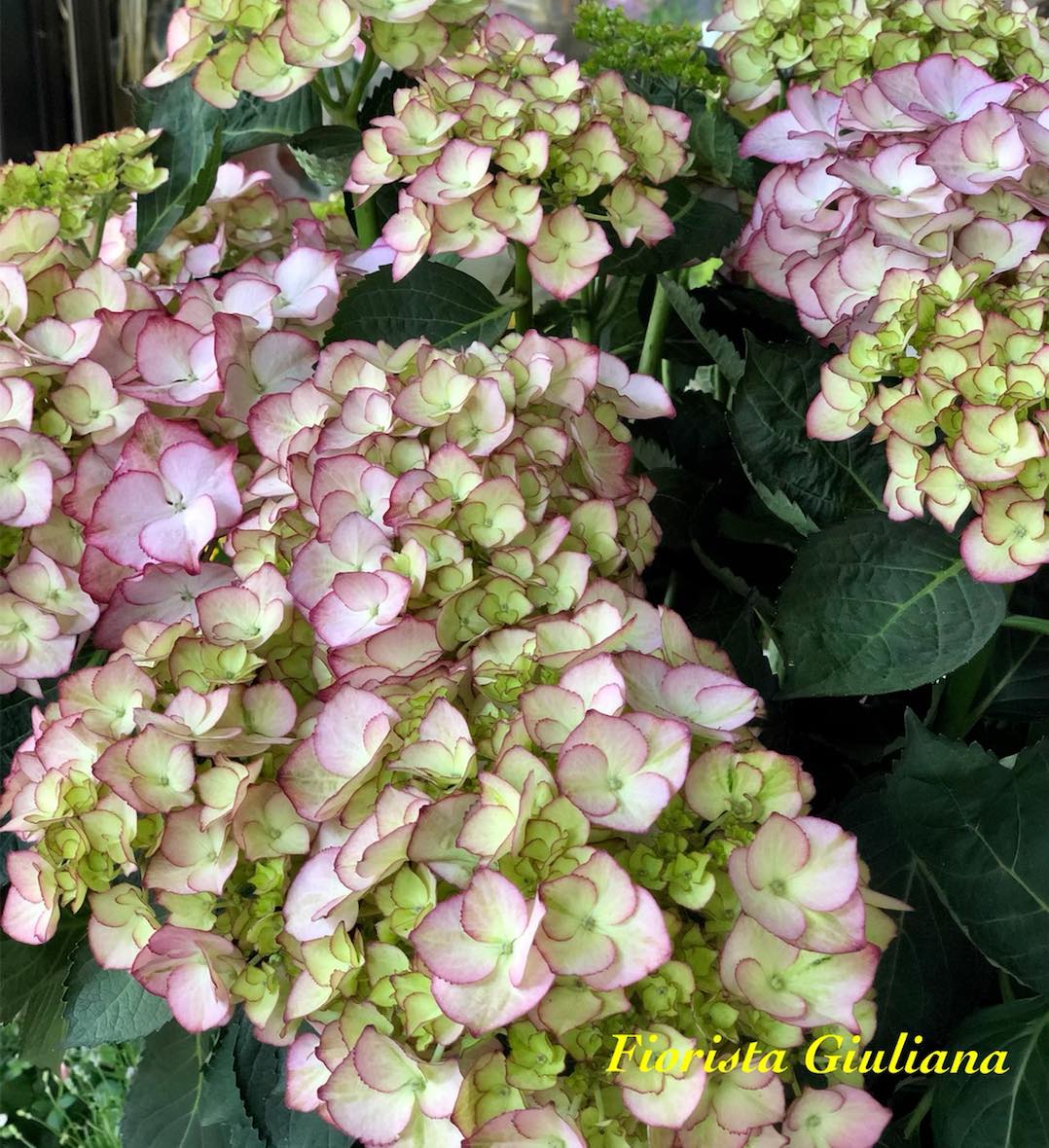 Pink flowers