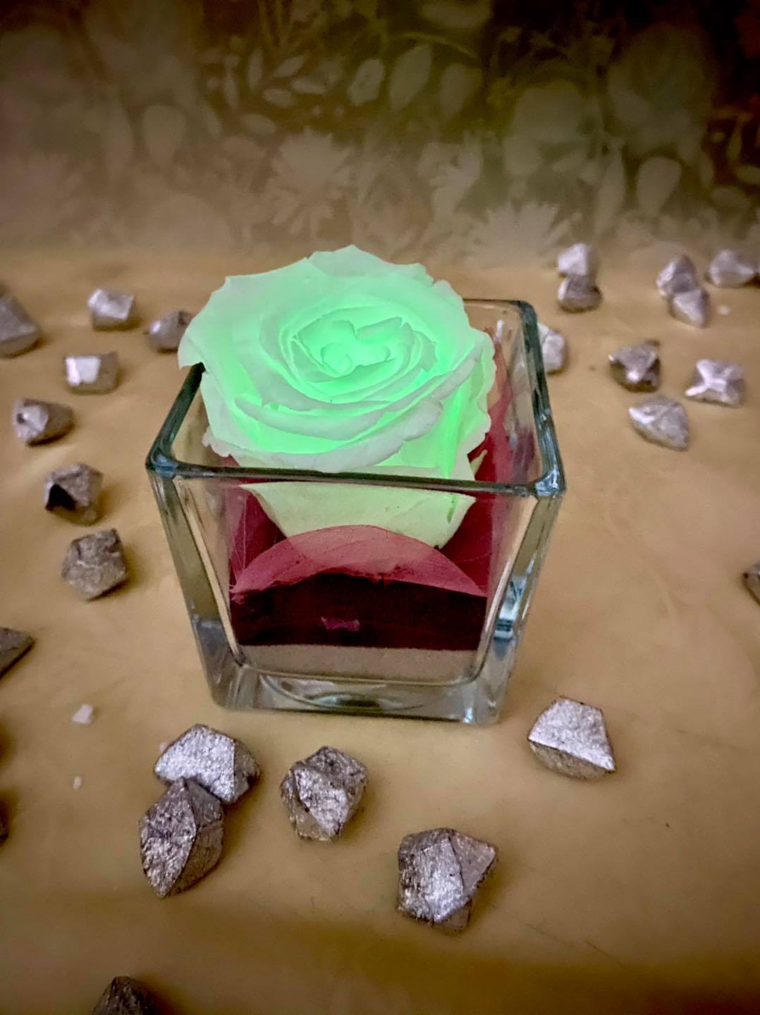 Illuminated rose