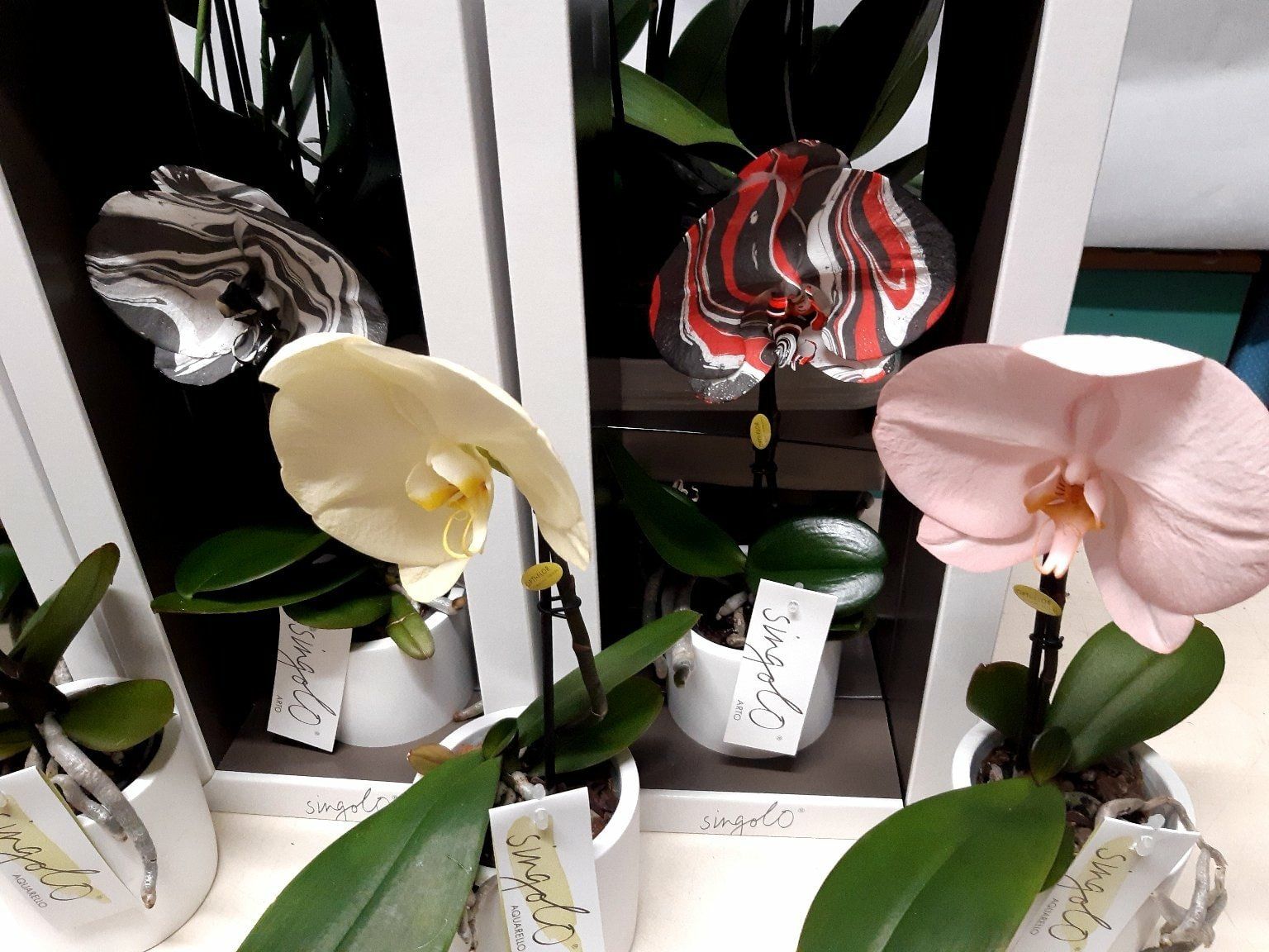 Orchids in pots