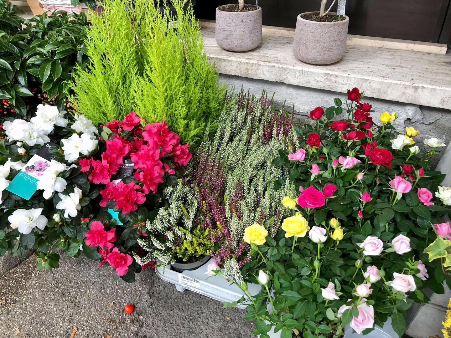 Outdoor flowers