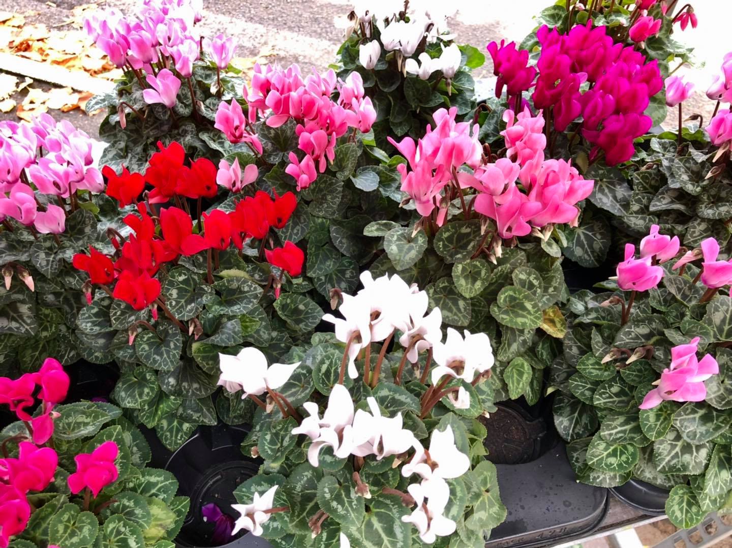 Potted flowers