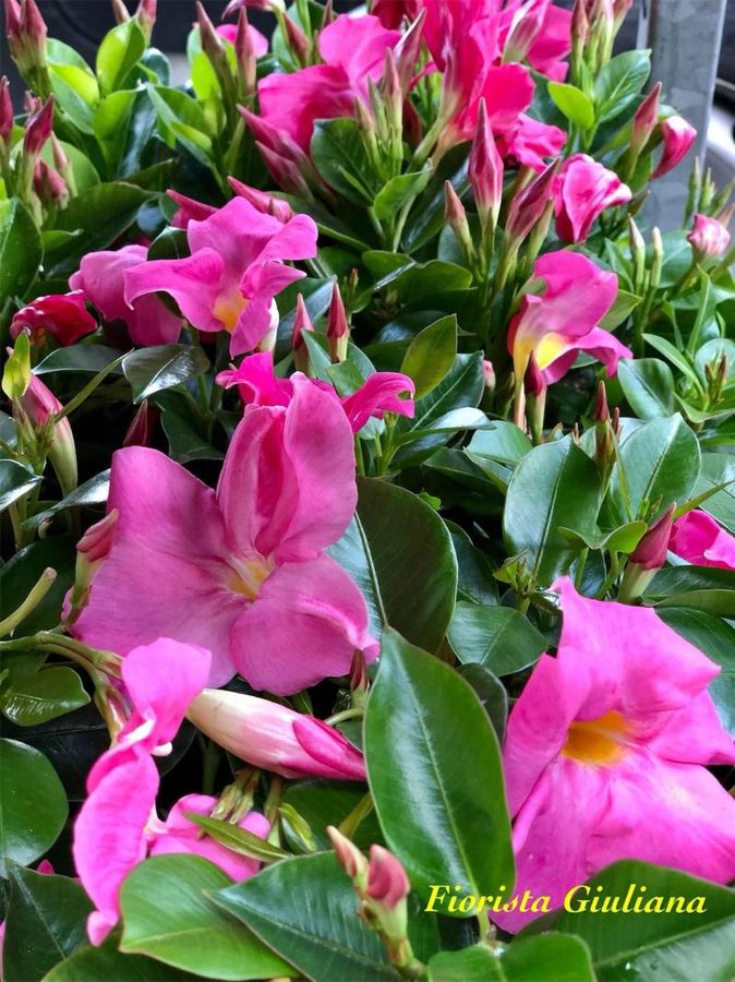 plants