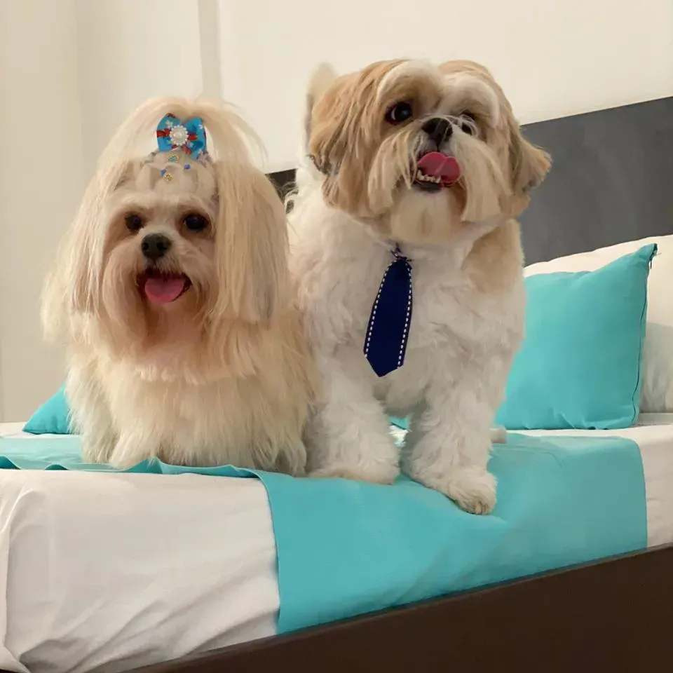 Dois cachorrinhos estão sentados em uma cama com um cobertor azul.