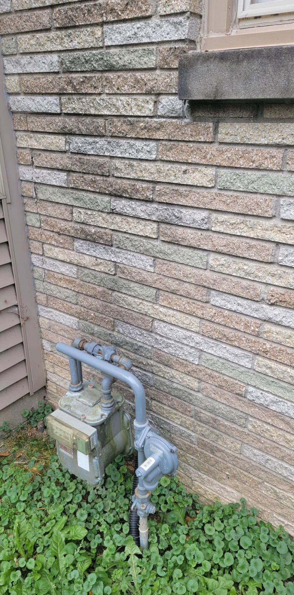 Outdoor brick wall with utility meter and gray conduit beside overgrown green plants