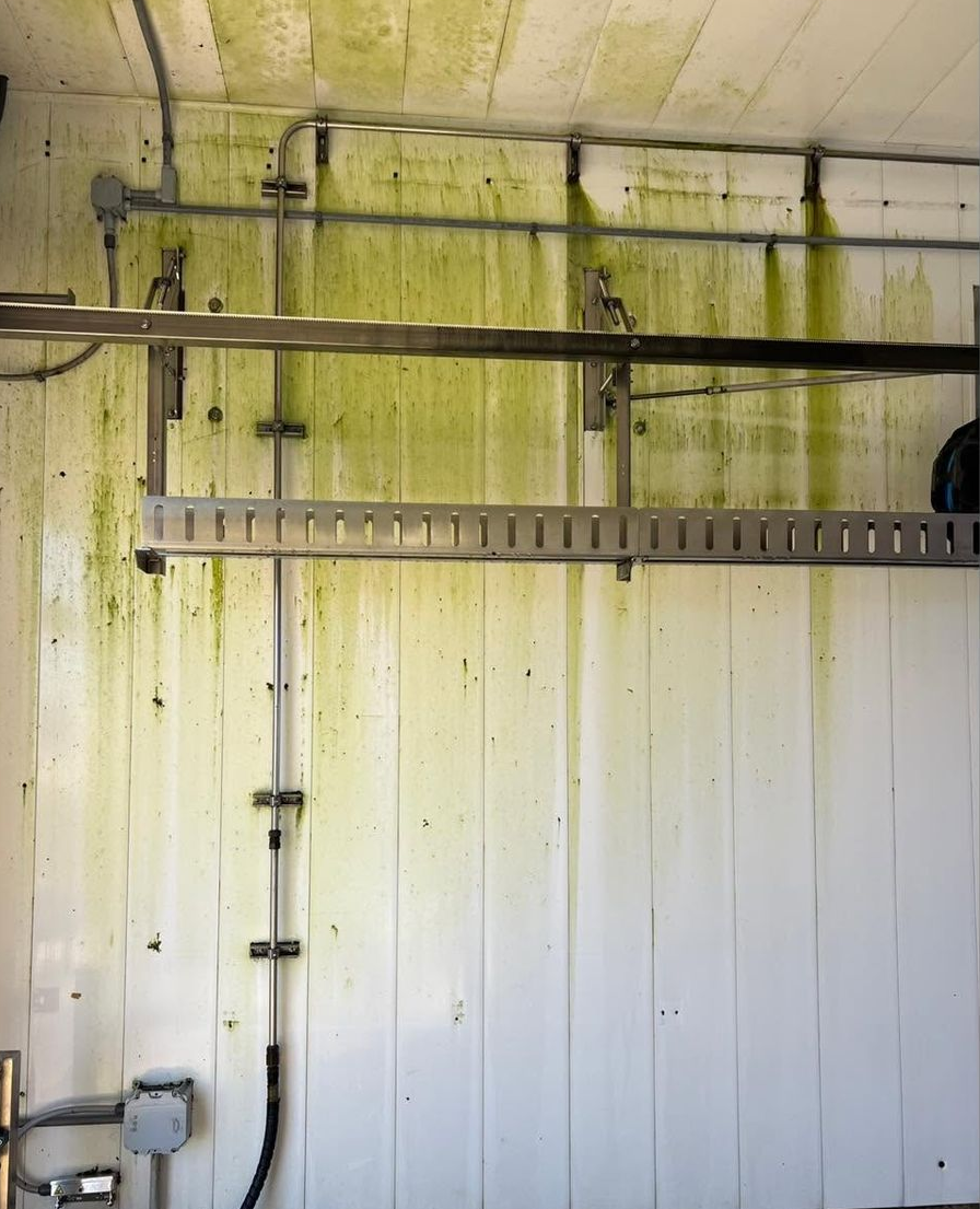 Mold-stained utility wall with pipes, a ladder shelf, and a fluorescent light fixture overhead