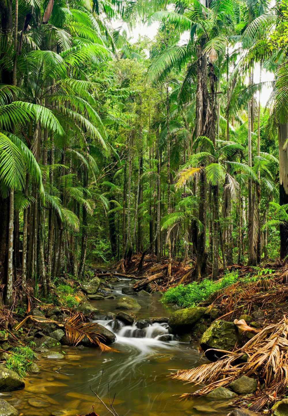 Lush Tropical Rainforest Scene With A Stream — Superstretch300 Limousines In Buderim, QLD