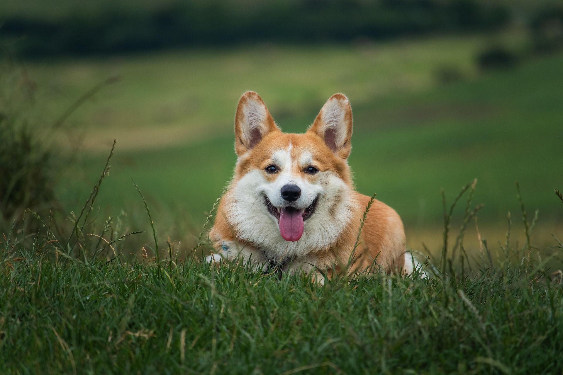 Open green area suitable for pets and relaxation.