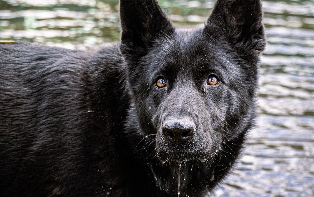 A black german shepherd dog is standing in the water and looking at the camera.