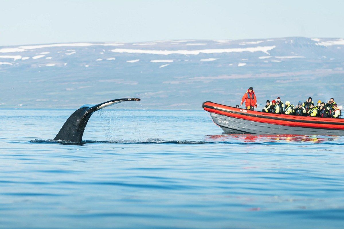 Collette travelers whale watching by Zodiac in Iceland