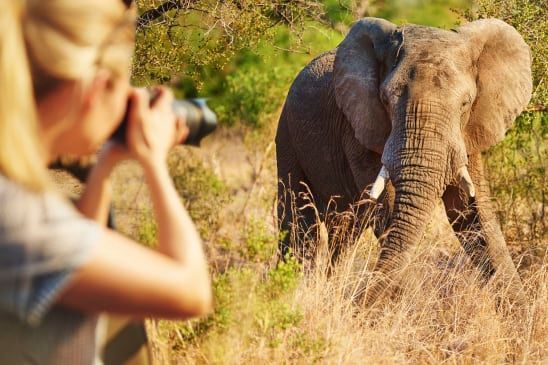Traveler photographing an elephant during a guided African safari, surrounded by grassland and native bush