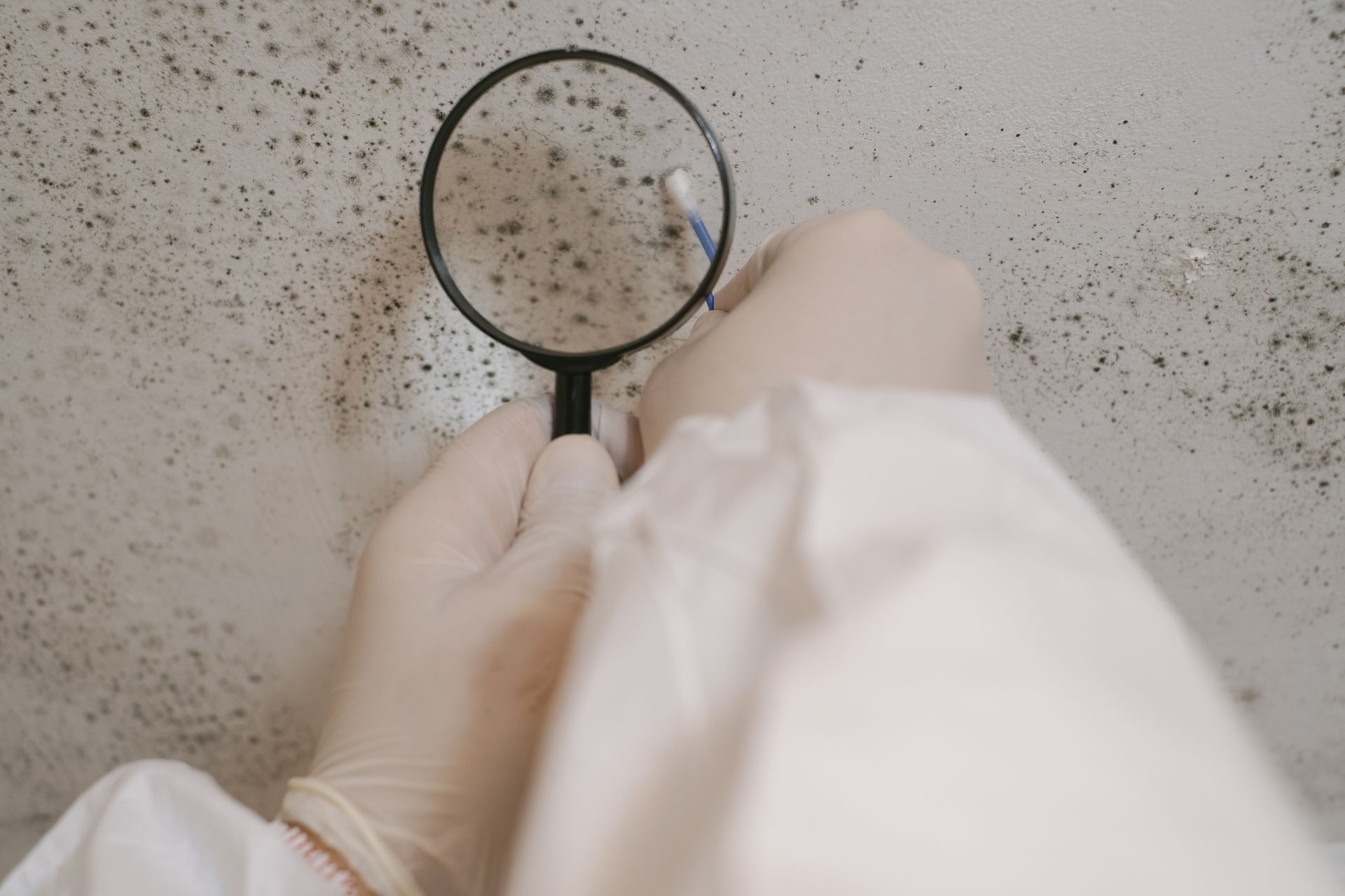 Gloved hands inspecting mold on a wall with a magnifying glass and cotton swab.