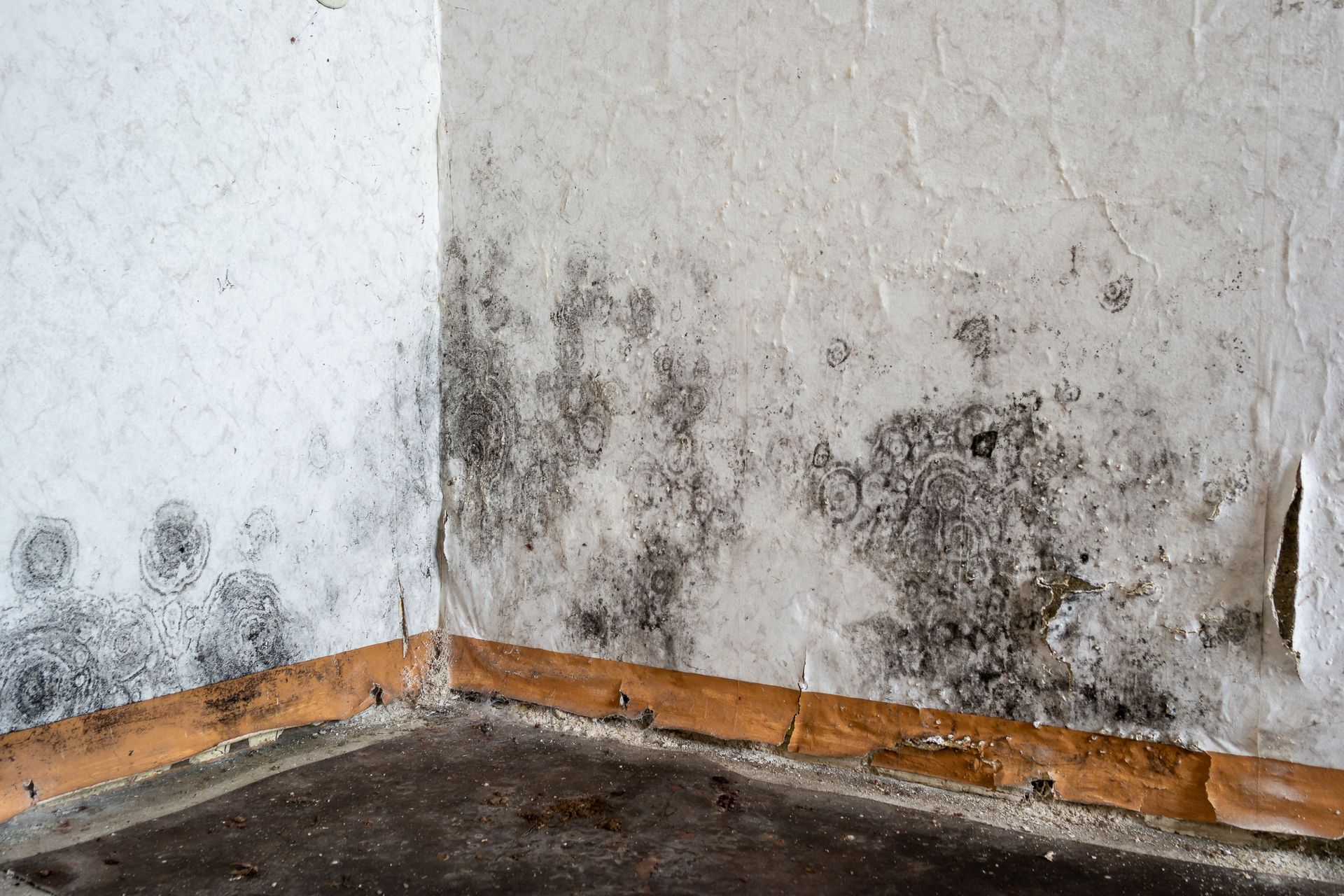 Mold growth on interior wall corner, with peeling paint and brown baseboard.