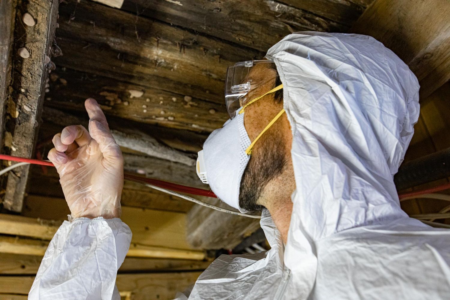 Mold Damage and Insurance Claims: What Homeowners Need to Know