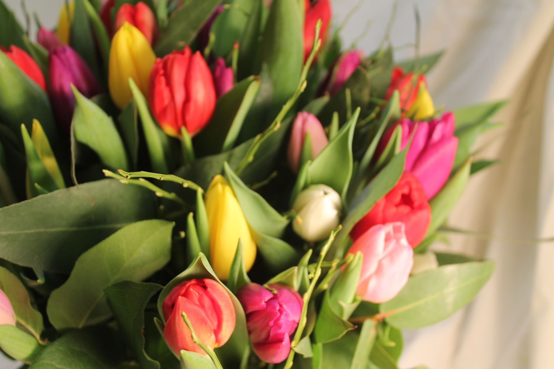 tulpen schilderen