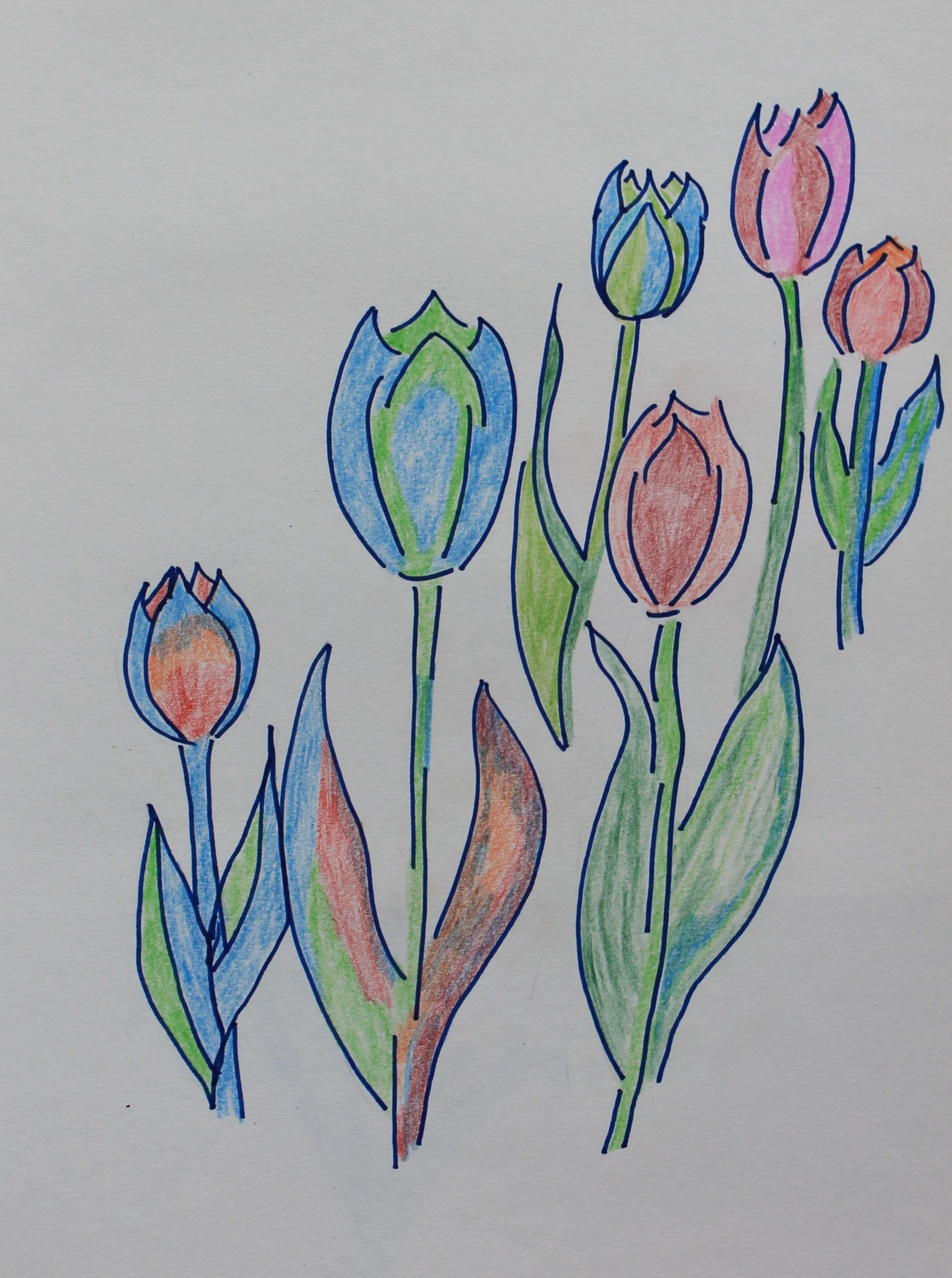 tulpen tekenen