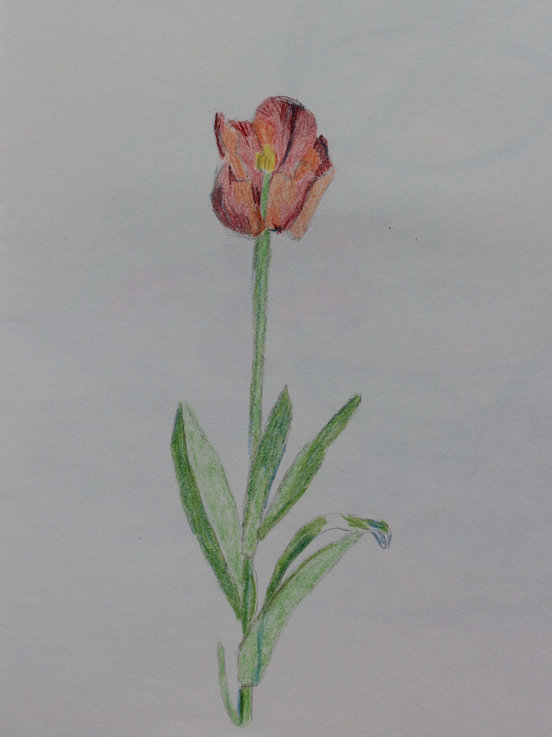 tulp tekenen