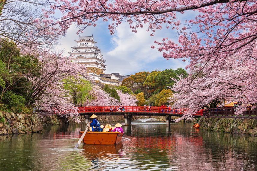 Castillo de Himeji enmarcado por flores de cerezo rosas en flor, con un barco en un foso lleno de agua.